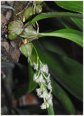 Bulbophyllum lindleyanum - 1