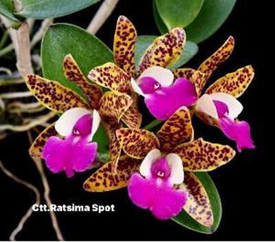 Cattleya Ratsima Spot - 1