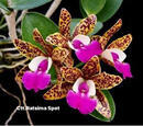 Cattleya Ratsima Spot - 1/3