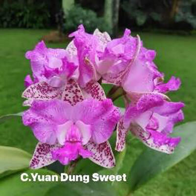 Cattleya Yuan Dung Sweet 'Dragon Fruit' - 1