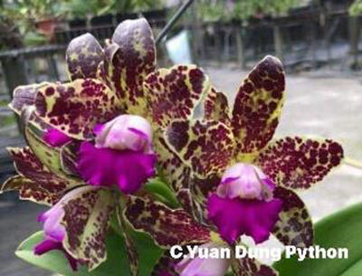 Cattleya Yuan Dung Python 'Passion Fruit' - 1