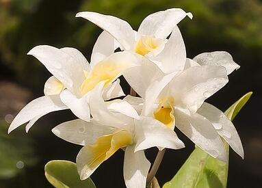 Cattleya guatemalense v. alba - 1