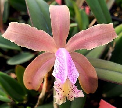 Cattleya kerrii x Catt. schilleriana - 1