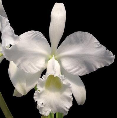 Cattleya labiata v. alba - 1