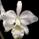 Cattleya labiata v. alba - 1/5