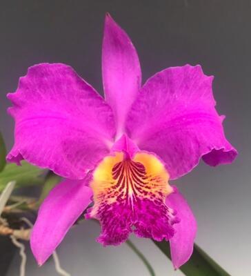 Cattleya lueddemanniana 'rubra' - 1