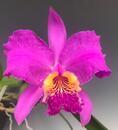 Cattleya lueddemanniana 'rubra' - 1/3