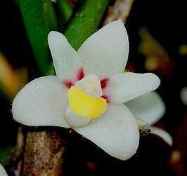 Ceratostylis incognita - 1