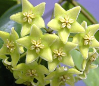 Hoya chlorantha