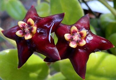 Hoya ciliata - 1