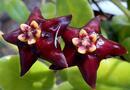 Hoya ciliata - 1/4