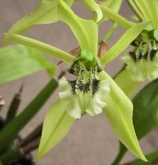 Coelogyne virescens - 1