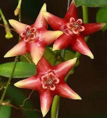 Hoya coronaria red - 1