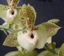 Catasetum Richard A Fulford Spot - 1/3