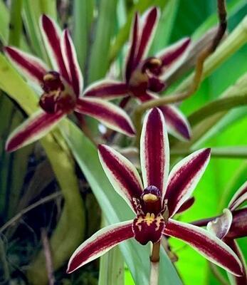 Cymbidium bicolor - 1