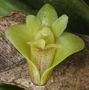 Dendrobium keithii - 1