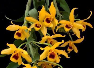 Dendrobium ochreatum - 1