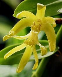 Dendrobium sororium - 1