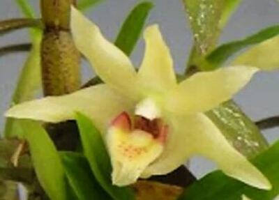 Dendrobium officinale - 1