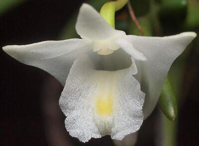 Dendrobium kentrophyllum - 1