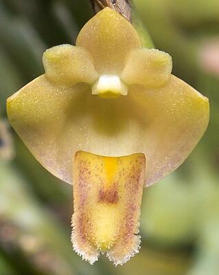 Dendrobium leonis - 1