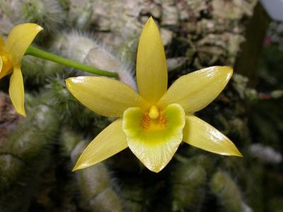 Dendrobium senile - 1