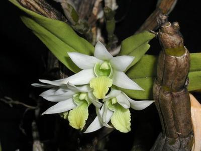 Dendrobium scabrilingue - 1