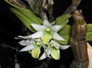 Dendrobium scabrilingue - 1/3