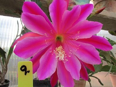 Epiphyllum 'Morgenrötte'