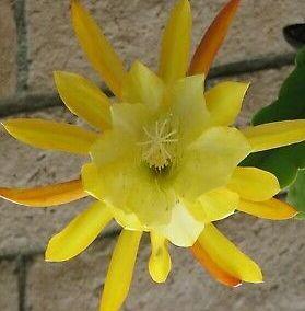 Epiphyllum 'Disofrun Gold' - 1