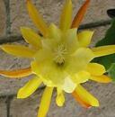 Epiphyllum 'Disofrun Gold' - 1/3