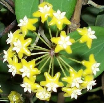 Hoya fischeriana - 1