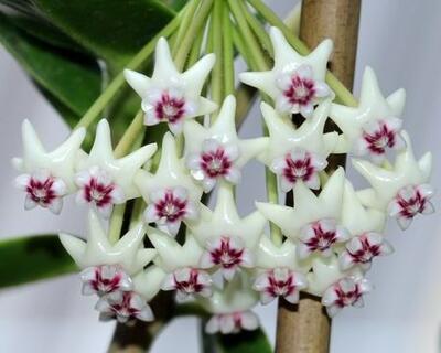 Hoya golamcoiana