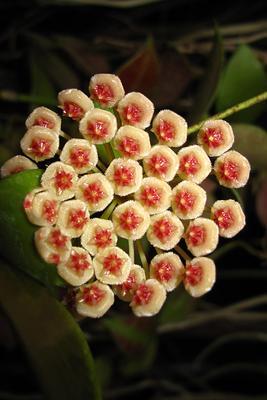 Hoya walliniana (UT 152)