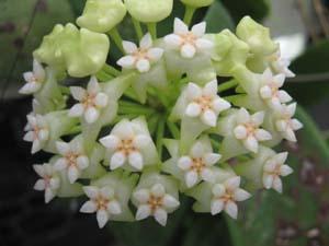 Hoya pottsii