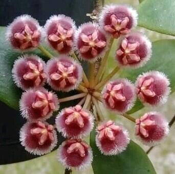 Hoya isabelchanae GPS-7-35 - 1