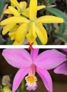 Laelia flava x jongheana