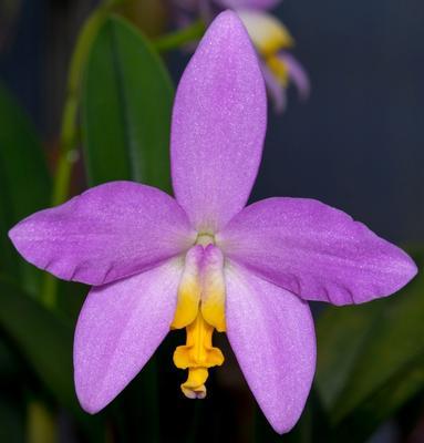 Laelia lucasiana