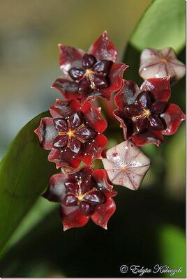 Hoya lobbii (Myanmar) - 1