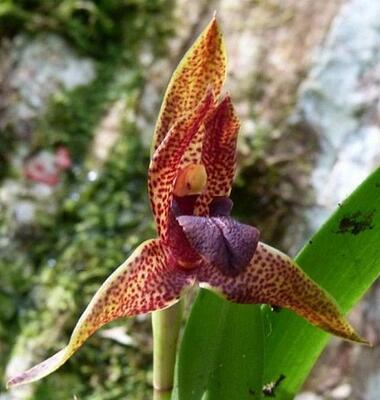 Maxillaria meleagris - 1