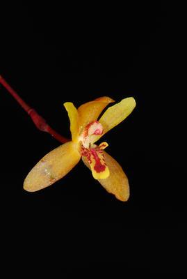 Maxillaria acutifolia - 1