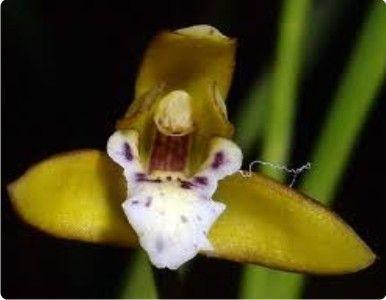 Maxillaria cerifera - 1