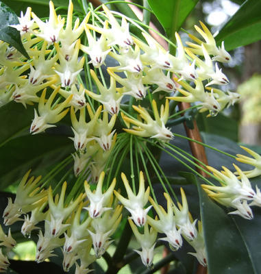 Hoya multiflora 'Laos' - 1