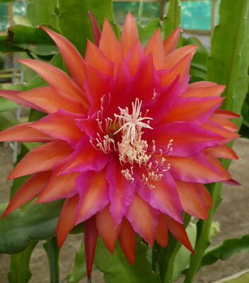 Epiphyllum 'Ozark Beauty' - 1