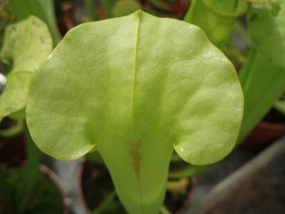 Sarracenia flava - 1