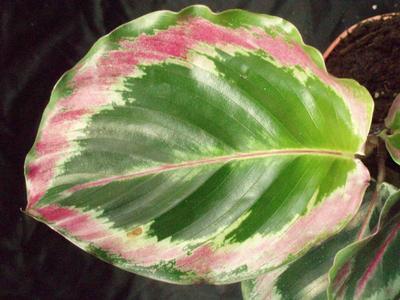 Calathea roseo-picta - 1