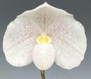 Paphiopedilum niveum - 1/3