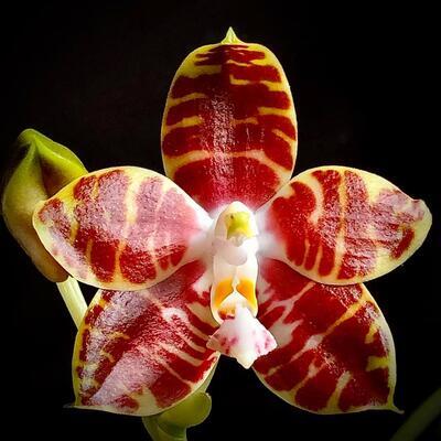 Phalaenopsis Ambonosa 'Spicy King' - 1