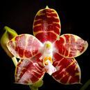 Phalaenopsis Ambonosa 'Spicy King' - 1/4