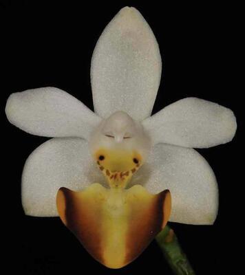 Phalaenopsis parishii - 1